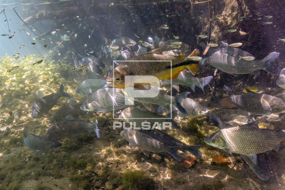 Cardume de peixes corimbatás e piraputangas no Rio Sucuri - Complexo Pantanal
