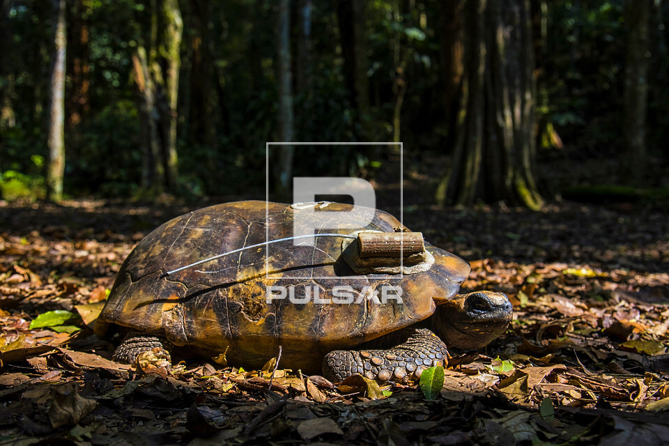 Jabuti reintroduzido com rastreador na Floresta da Tijuca - Parque Nacional da Tijuca - 