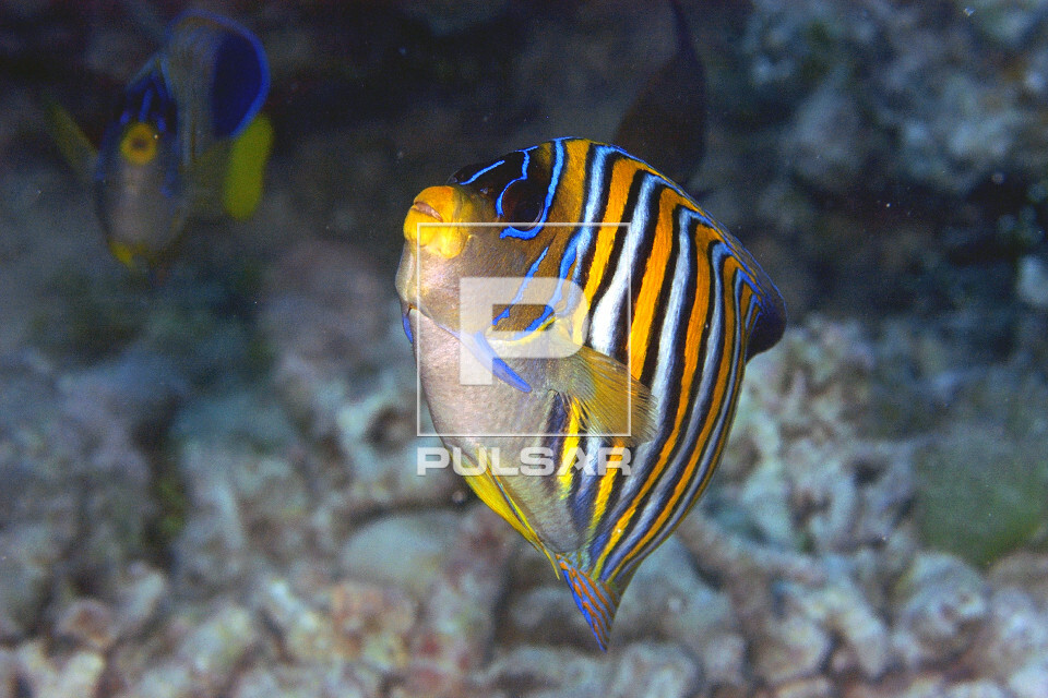 Peixe-anjo real - Pygoplites diacanthus - Atol de Ailuk - Ilhas Marshall