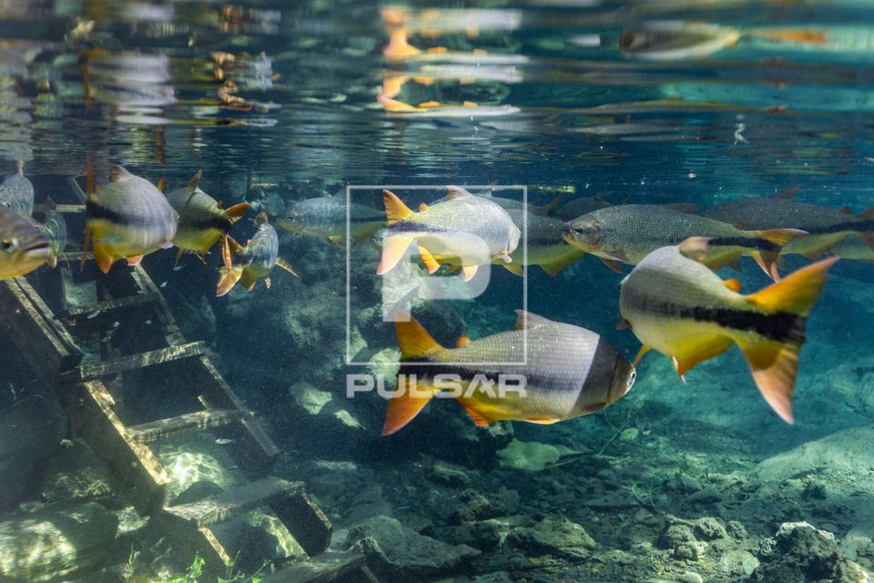 Cardume de piraputanga no Rio do Peixe - fazenda de ecoturismo 