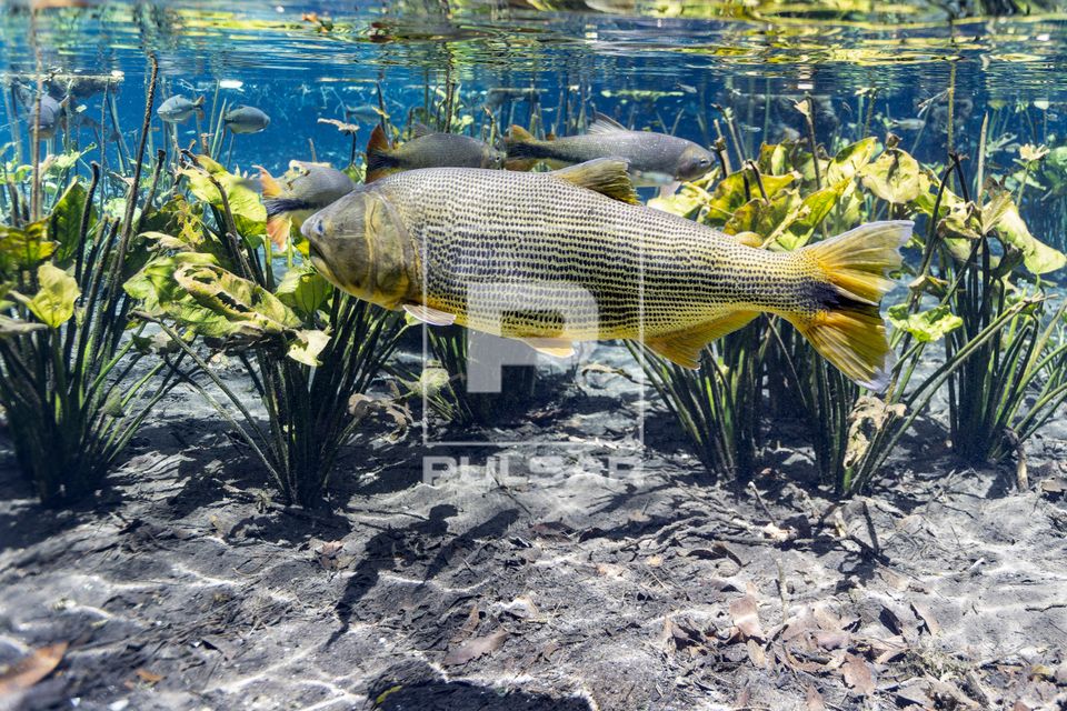 Peixe dourado no Rio Baía Bonita - Reserva Ecológica Baía Bonita - Aquário Natural 