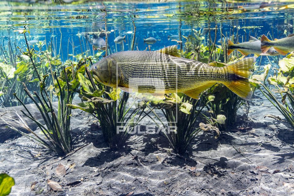 Peixe dourado no Rio Baía Bonita - Reserva Ecológica Baía Bonita - Aquário Natural 