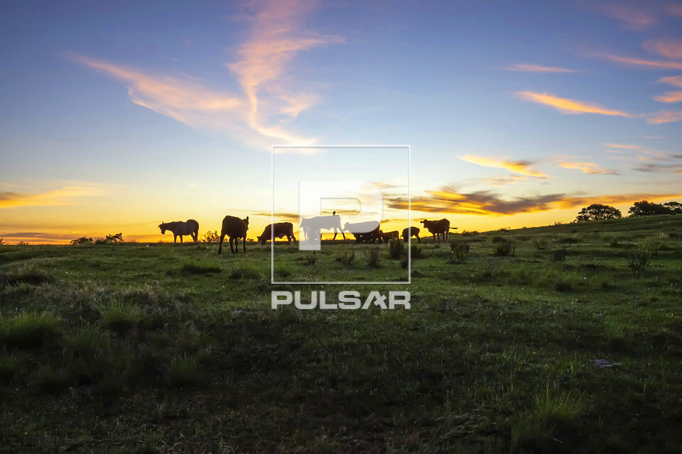 Silhueta de gado em pasto ao entardecer