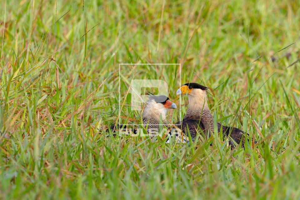 Casal de carcarás - também caracará , carancho , caracaraí , gavião-calçudo e de-queimada - Parque estad