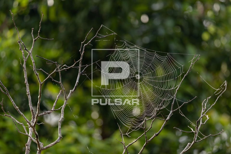 Gotículas de água em teia de aranha no Parque Estadual Morro do Diabo 