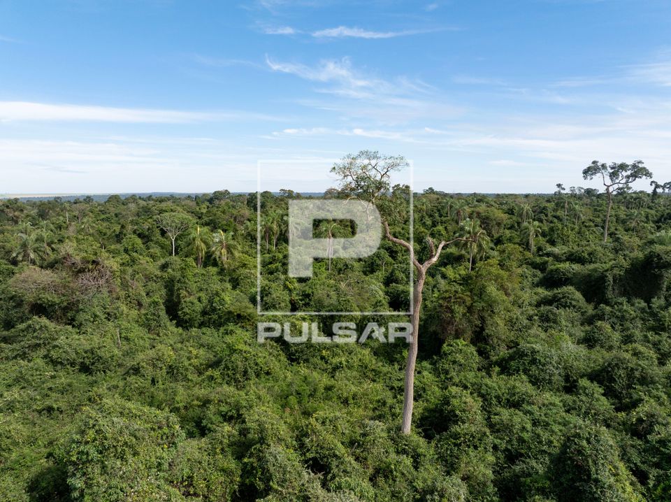 Vista de drone da Mata Atlântica no Parque Estadual Morro do Diabo - preserva uma das últimas grandes áreas