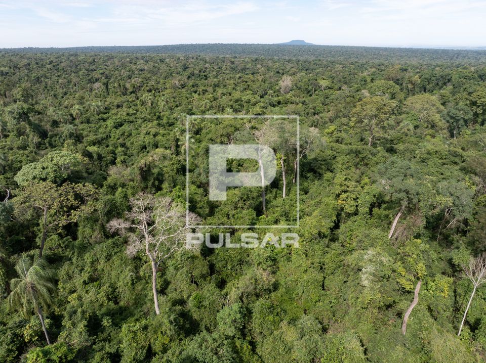 Vista de drone da Mata Atlântica no Parque Estadual Morro do Diabo - preserva uma das últimas grandes áreas