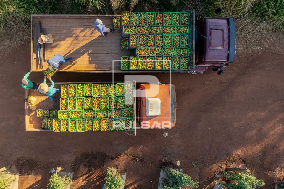 Vista de drone de trabalhadores empilhando caixas de tomates em carroceria de caminhão após colheita