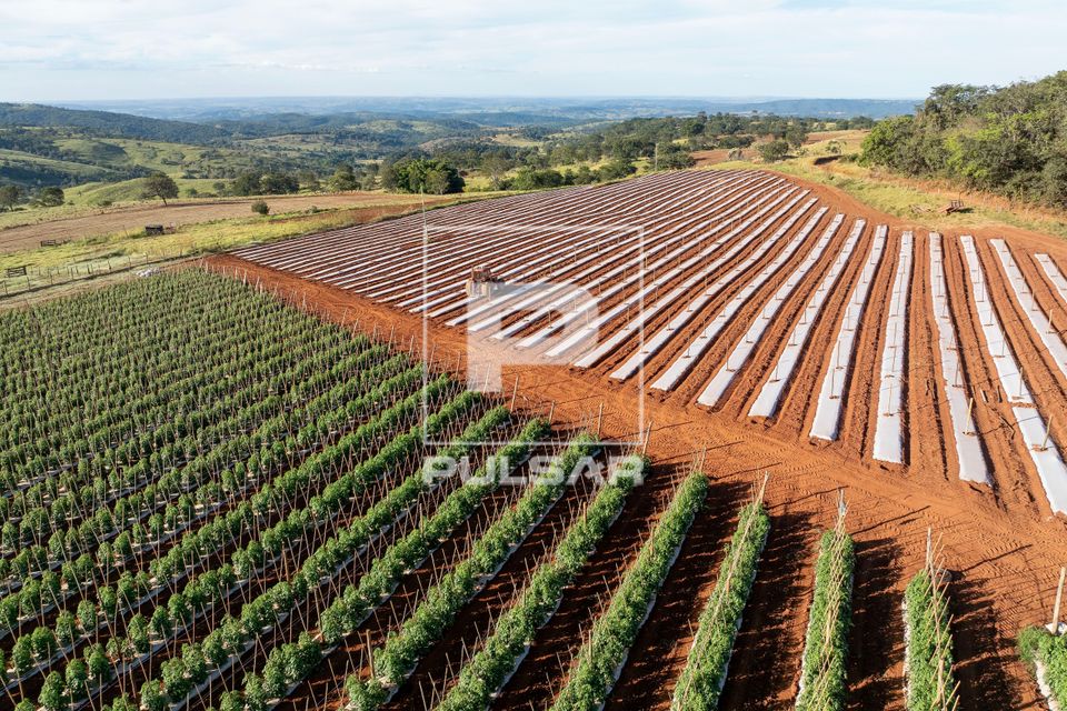 Vista de drone de plantação de tomate envarado na frente e novos canteiros sendo preparados ao fundo