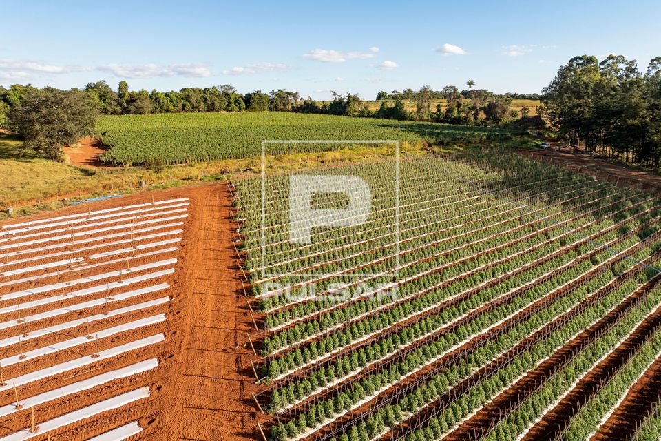 Vista de drone de plantação de tomates envarados ao fundo reserva legal de mata nativa