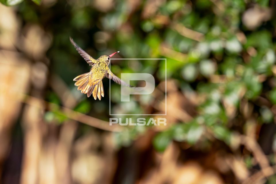 Beija-flor-dourado em voo - Hylocharis sp