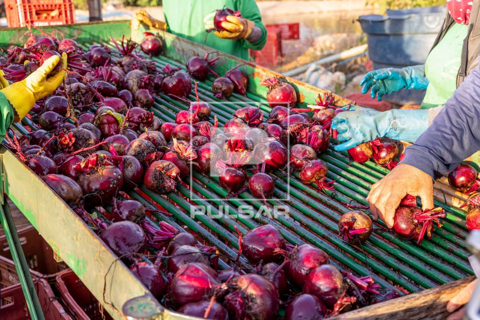 Produtor rural selecionando beterrabas lavadas após colheita
