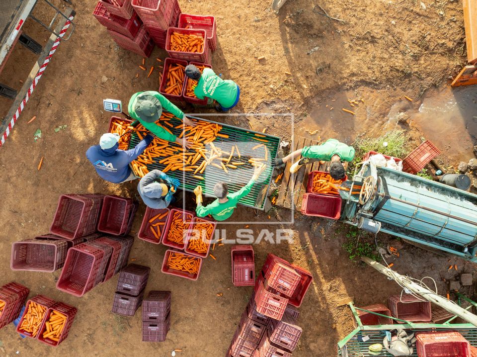 Produtores rurais selecionando cenouras lavadas após colheita