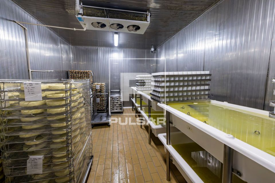 Queijos em tanques de salmoura na câmara fria - etapa da salga antes da maturação