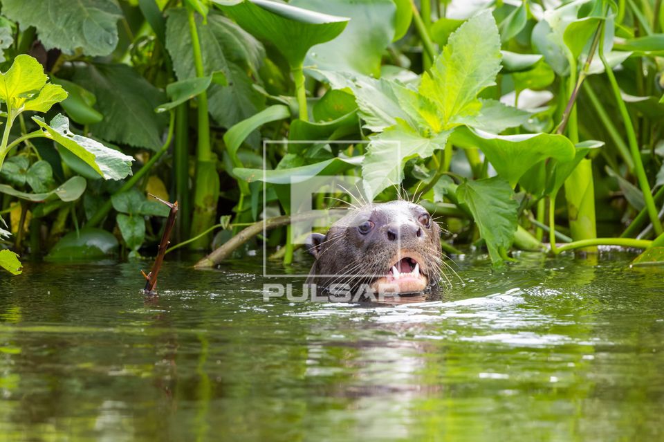 Ariranha nadando em corixo formado pelo Rio Paraguai - espécie ameaçada de extinção - Serra do Amolar - Pa