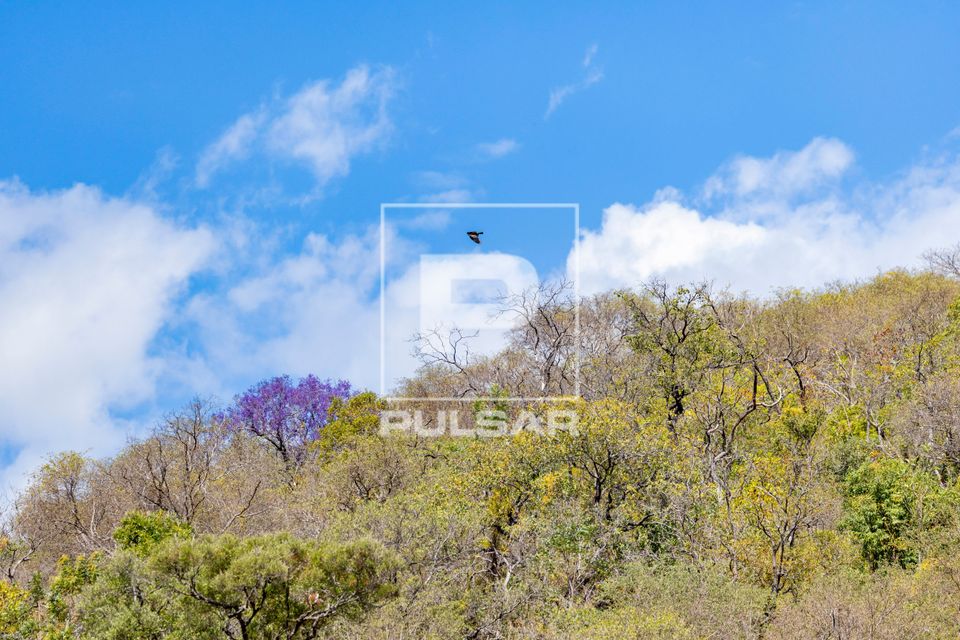 Vegetação de Cerrado na Serra do Amolar - sub-região Pantanal do Paraguai - Pantanal Sul