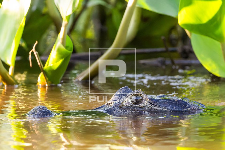 Jacaré-do-pantanal em corixo formado pelas águas do Rio Paraguai na Serra do Amolar - sub-região Pantanal d