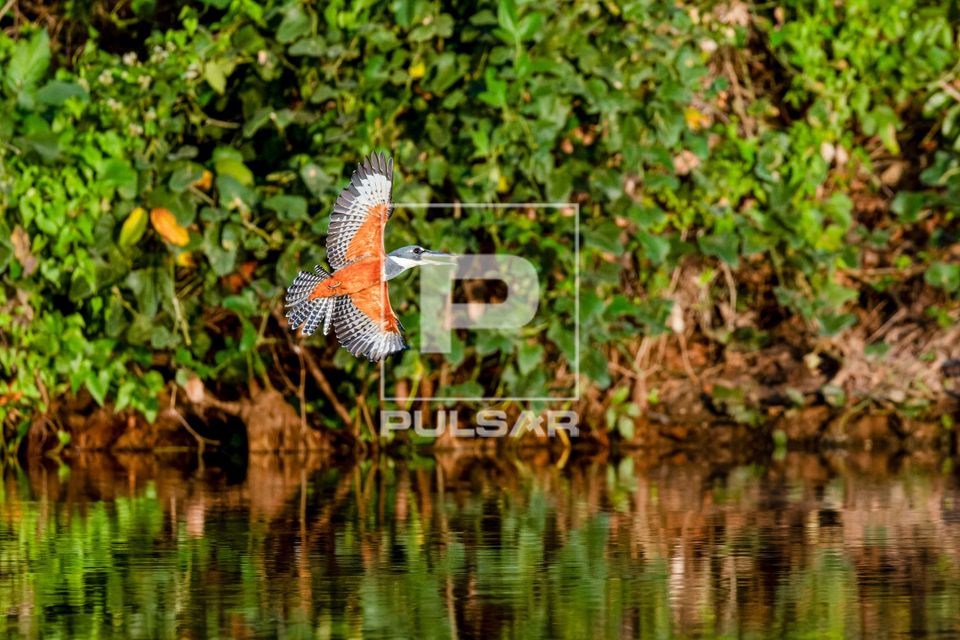 Martim-pescador-grande macho em vôo na Serra do Amolar - sub-região Pantanal do Paraguai - Pantanal Sul