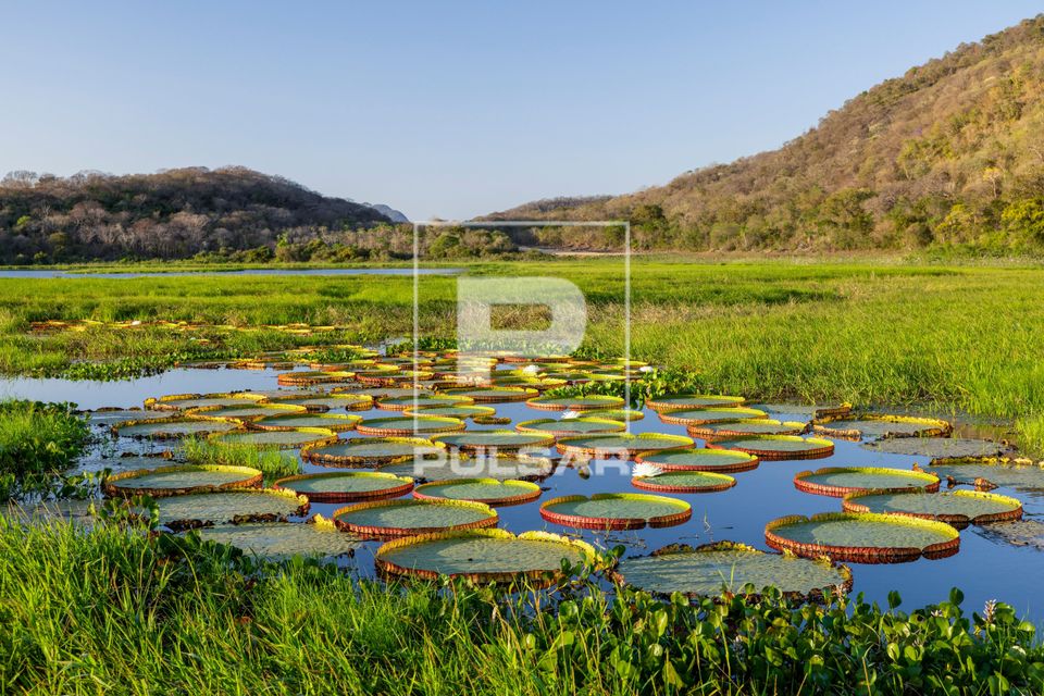 Vitórias-régias no Rio Paraguai na Serra do Amolar - sub-região Pantanal do Paraguai - Pantanal Sul