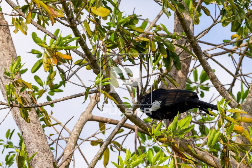 Jacutinga-de-garganta-azul - também denominada cujubim - ameaçada de extinção na Serra do Amolar - sub-reg