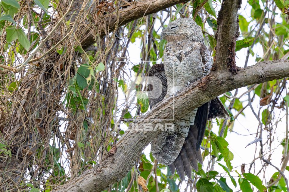Mãe-da-lua-gigante na Serra do Amolar - também denominado urutau-gigante ou urutau-grande