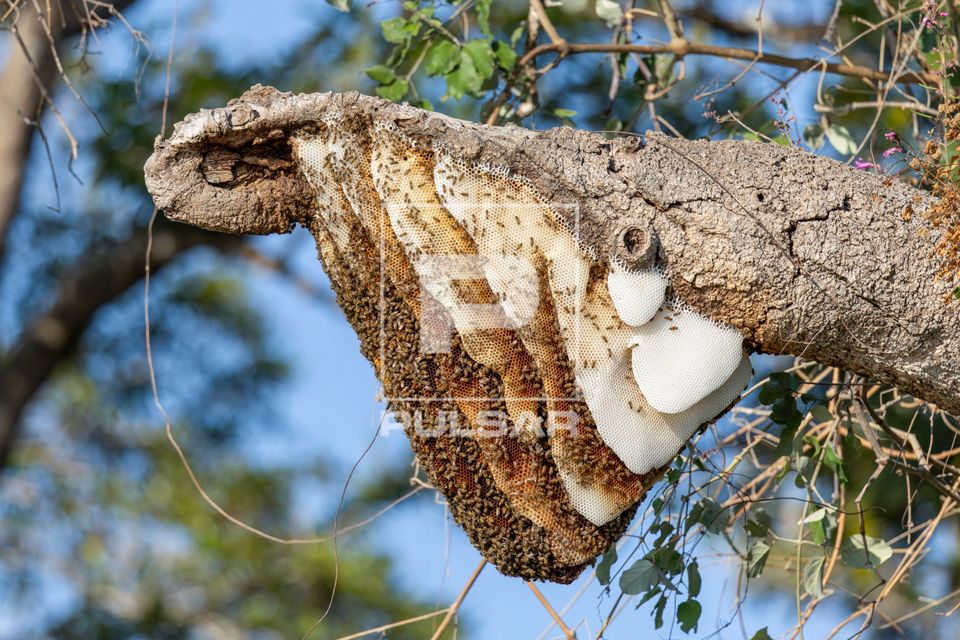 Colmeia de abelhas africanizadas em tronco de árvore na Serra do Amolar - sub-região Pantanal do Paraguai - 