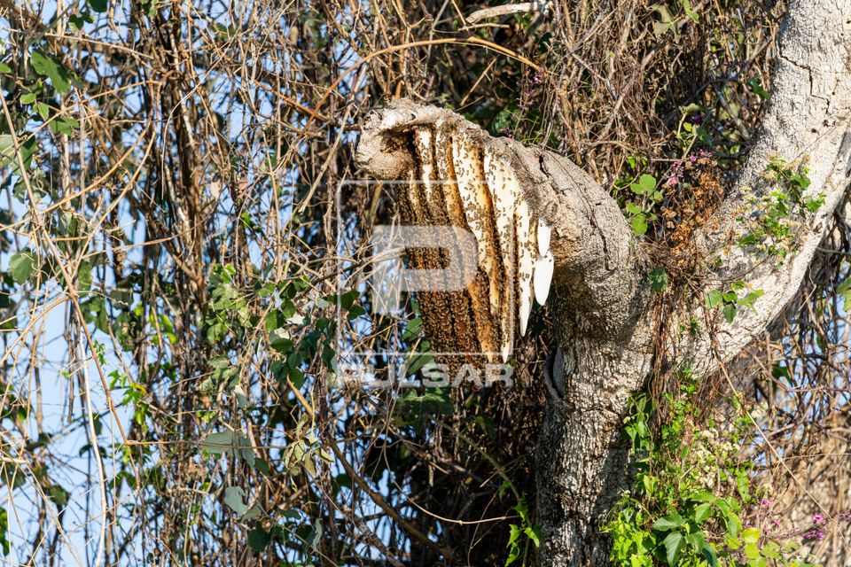 Colmeia de abelhas africanizadas em tronco de árvore na Serra do Amolar - sub-região Pantanal do Paraguai - 