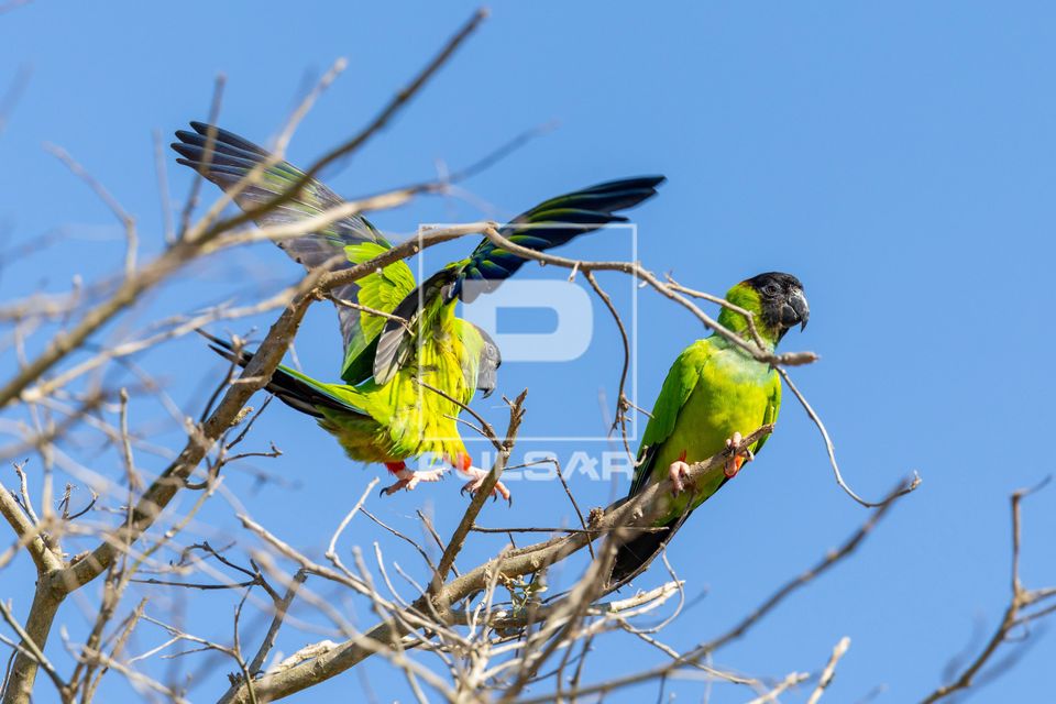 Periquito-de-cabeça-preta também denominado príncipe-negro - Pantanal Sul
