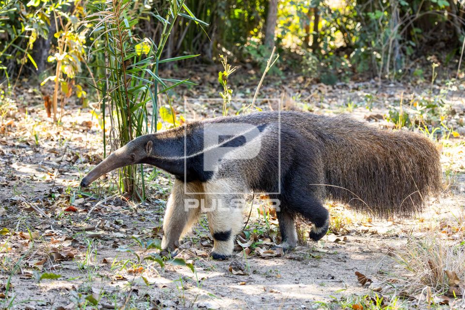 Tamanduá-bandeira - espécie ameaçada de extinção - Pantanal de Aquidauana