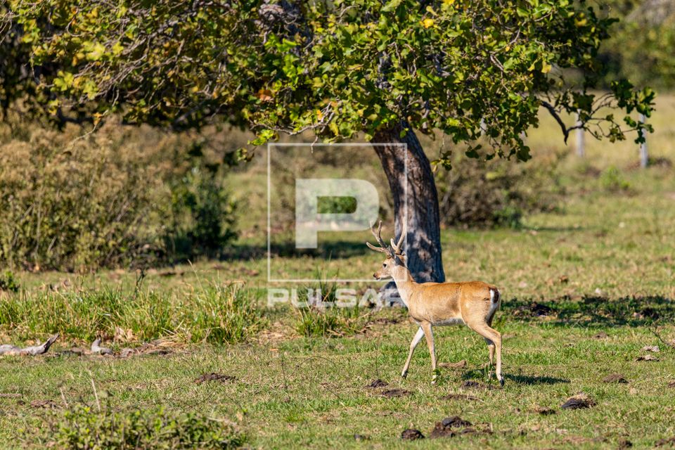 Veado-campeiro macho - Pantanal Sul