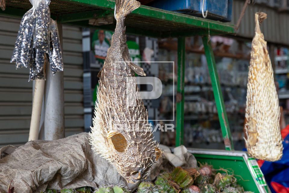Vista interna da Feira de São Joaquim - venda de pele seca de peixe baiacu - produto tóxico