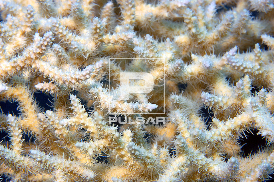 Coral chifre-de-veado com pólipos estendidos - Acropora sp. - Atol