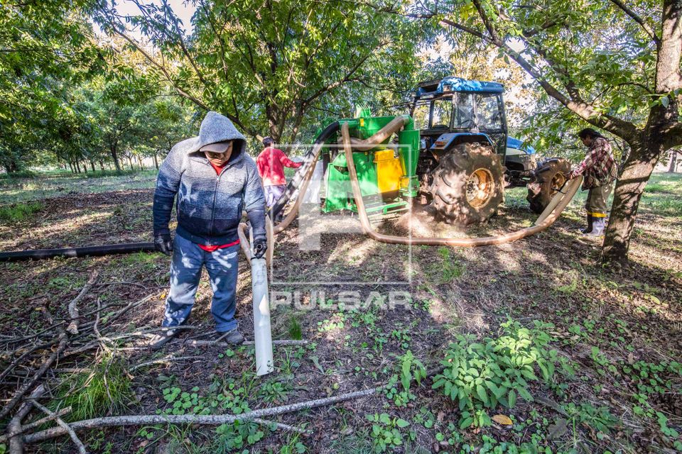 Plantação de nogueira-pecã e colheita mecanizada dos frutos - noz-pecã - com aspirador movido por trator