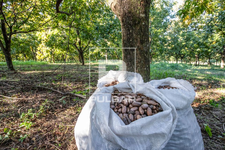 Plantação de nogueira-pecã e sacas de noz-pecã recém colhidas em fazenda produtora e beneficiadora dos fr