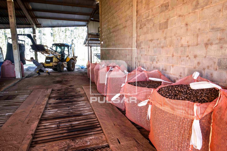 Big bags com 500 kg de nozes-pecã recém colhidas armazenadas