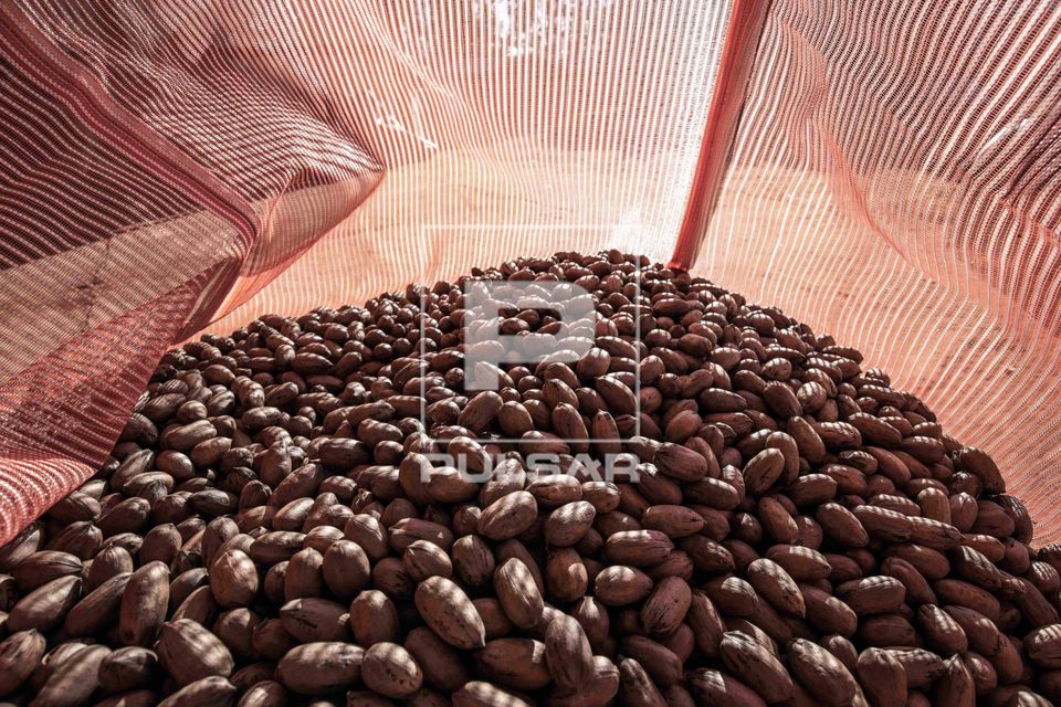 Noz-pecã recém colhida em big bag
