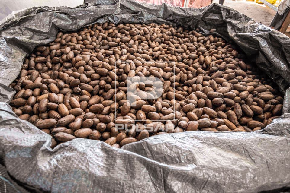 Saca de noz-pecã recém colhidas em fazenda produtora e beneficiadora dos frutos