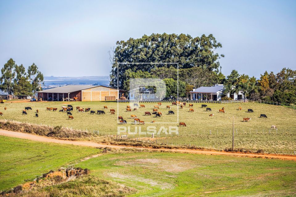 Rebanho bovino em pastagem em fazenda de criação de gado
