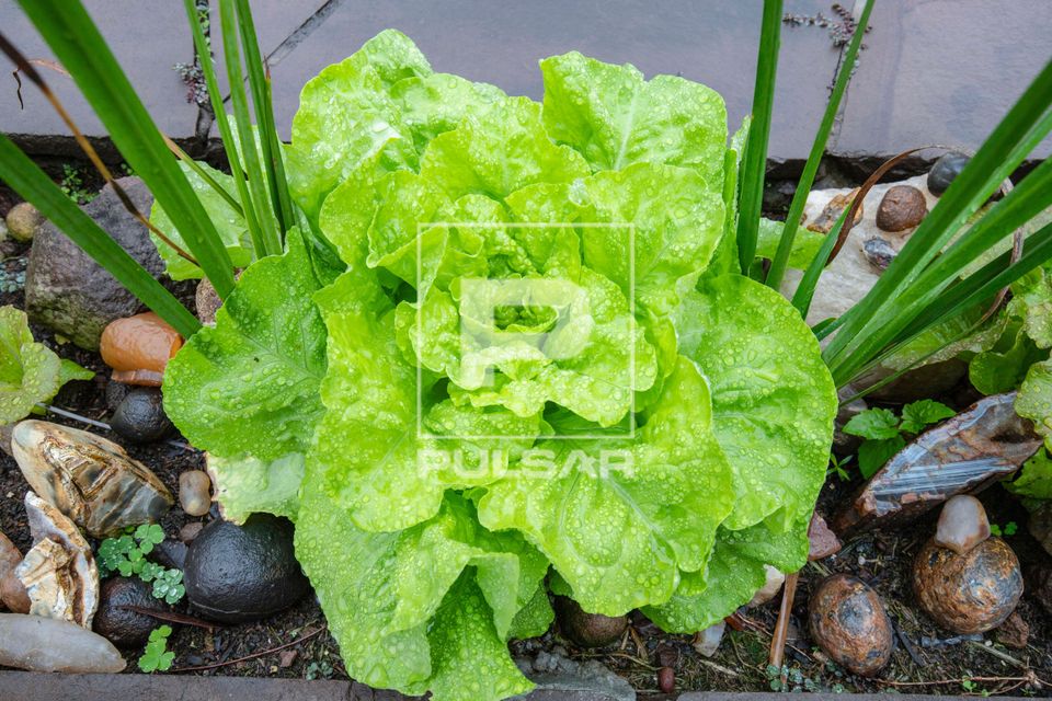 Alface plantada em floreira para consumo doméstico