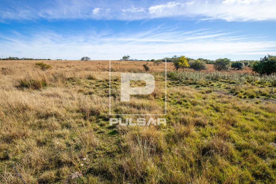 Campos da Área de Proteção Ambiental do Ibirapuitã - bioma Pampa