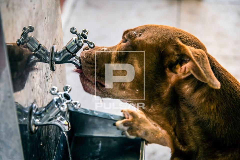 Cachorro bebendo água no bebedouro na Aldeia Mata Verde Bonita ou Tekoa Ka'Aguy Ovy Porã da etnia Guarani Mb