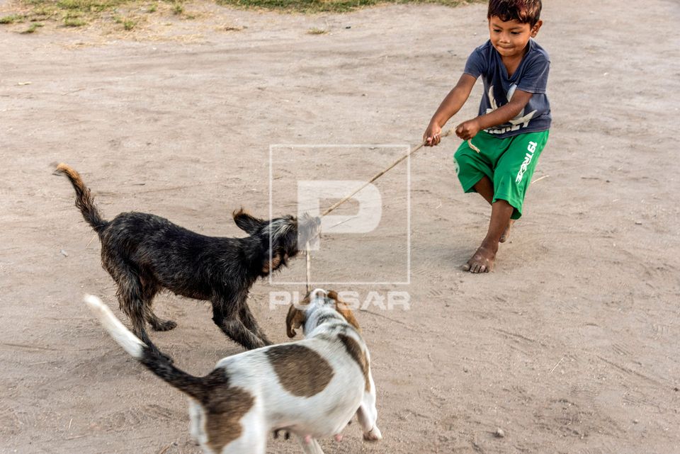 Menino indígena Guarani brinca de cabo de guerra com cachorro na Aldeia Mata Verde Bonita ou Tekoa Ka'Aguy Ov