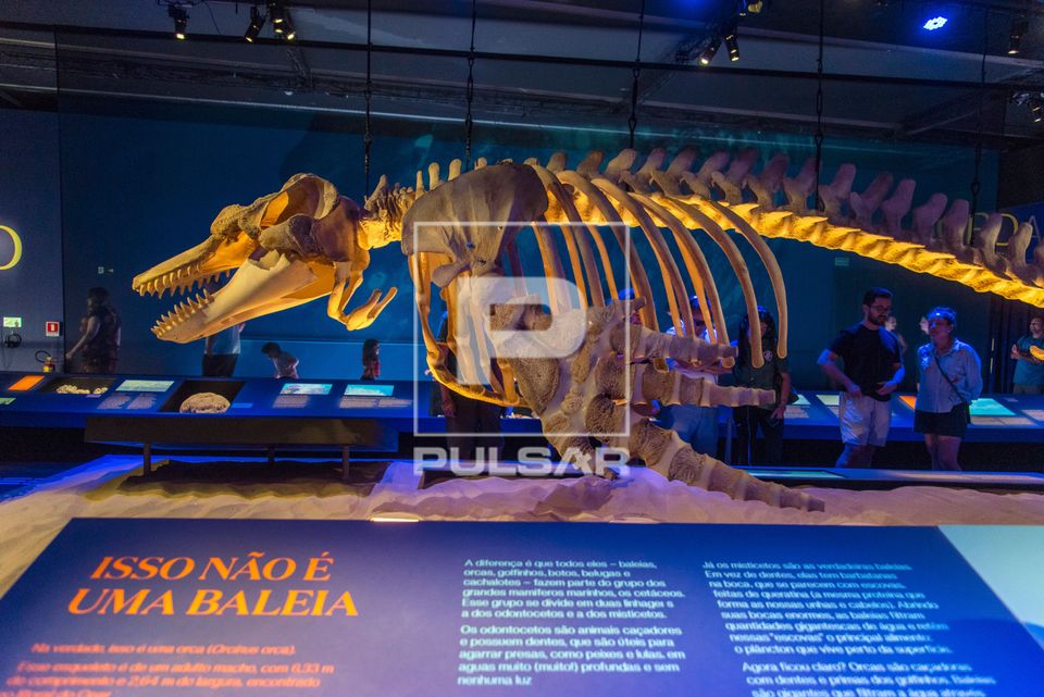 Esqueleto de orca da exposição Oceano – O Mundo é um Arquipélago no Museu do Amanhã 