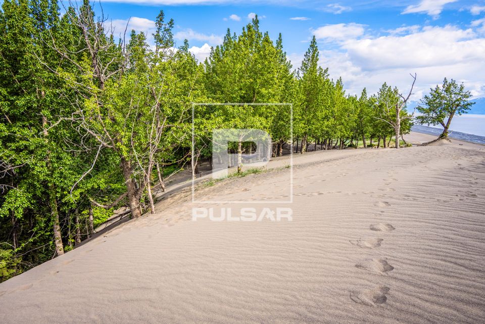 Floresta junto às dunas móveis do Kincaid Park - onde o avanço da areia provoca o soterramento gradual da v