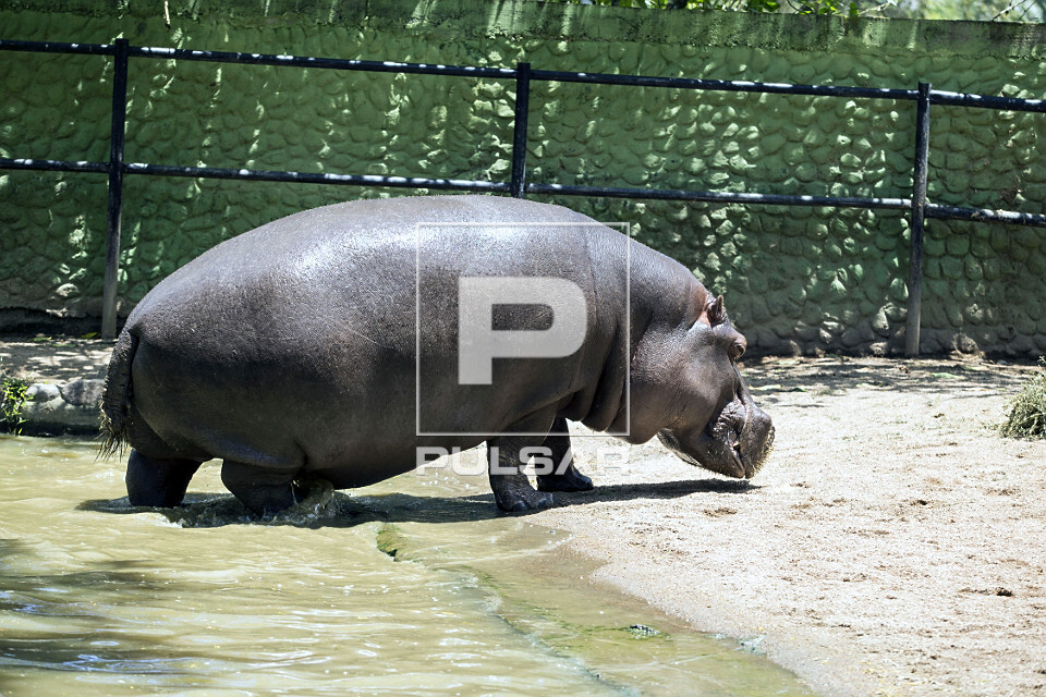 HIPPOさま 1 Hipopótamo saindo da água no zoológico - fundado em 1932 - mantido