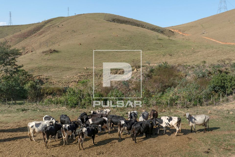Vista de drone de rebanho de gado leiteiro