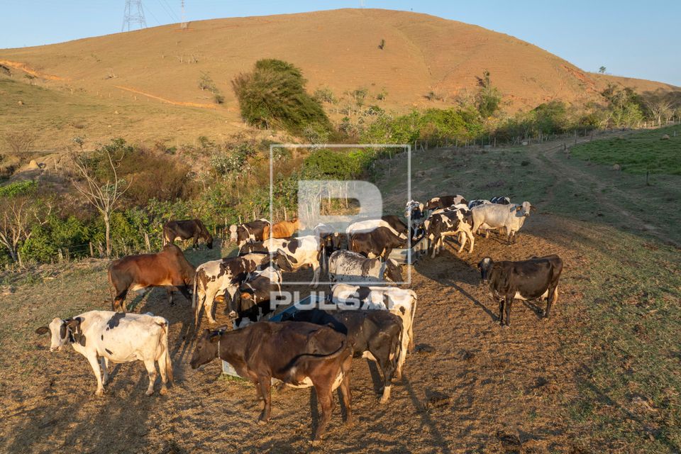 Vista de drone de rebanho de gado leiteiro