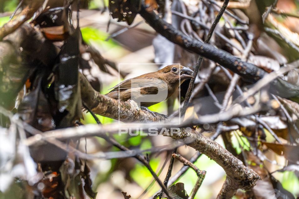 Tiê-do-mato-grosso - Habia sp - RESEX Reserva Extrativista do Médio Juruá
