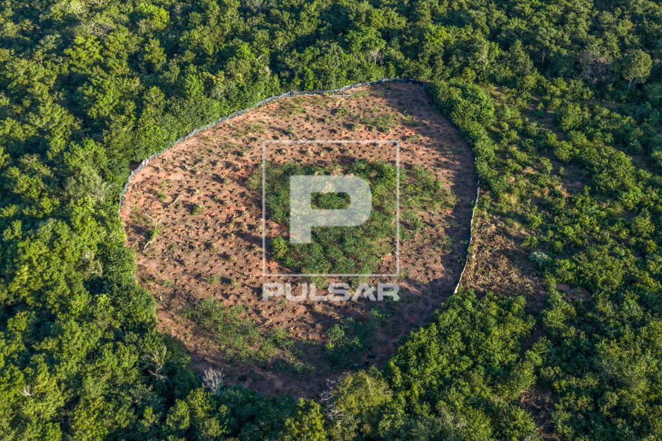 Plantação de mandioca da Aldeia Ipatsé da etnia Kuikuro - Parque Indígena do Xingu
