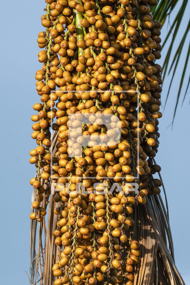 Frutos do buritizeiro - Parque Nacional Grande Sertão Veredas